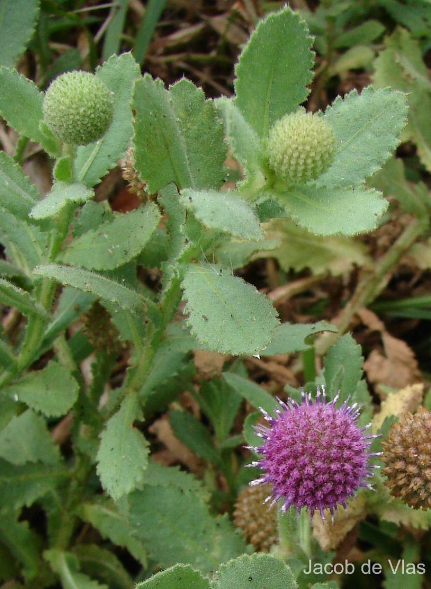Sphaeranthus indicus L.